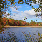 A calm lake bordered by reeds and trees with autumn foliage captures the essence of autumn in Maine.