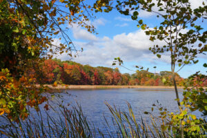 A calm lake bordered by reeds and trees with autumn foliage captures the essence of autumn in Maine.